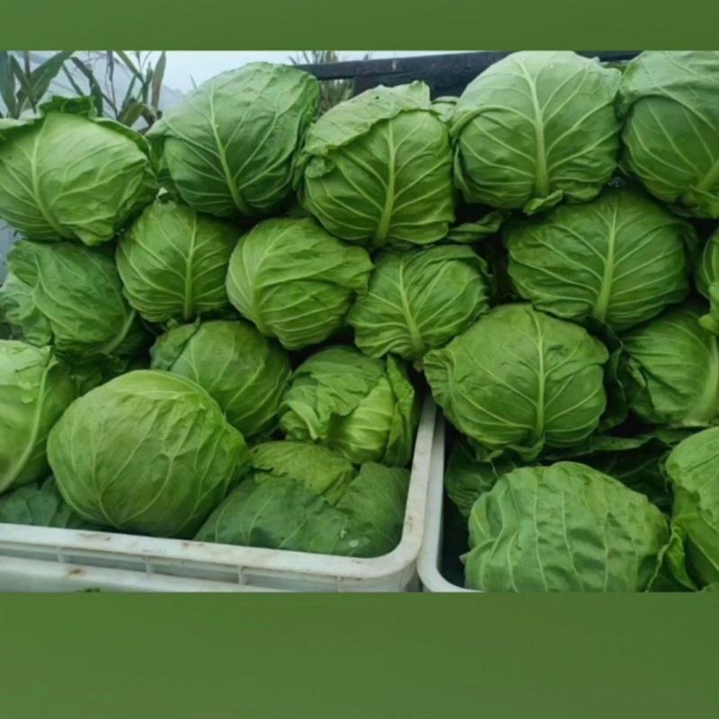 邯郸甘蓝大量供应