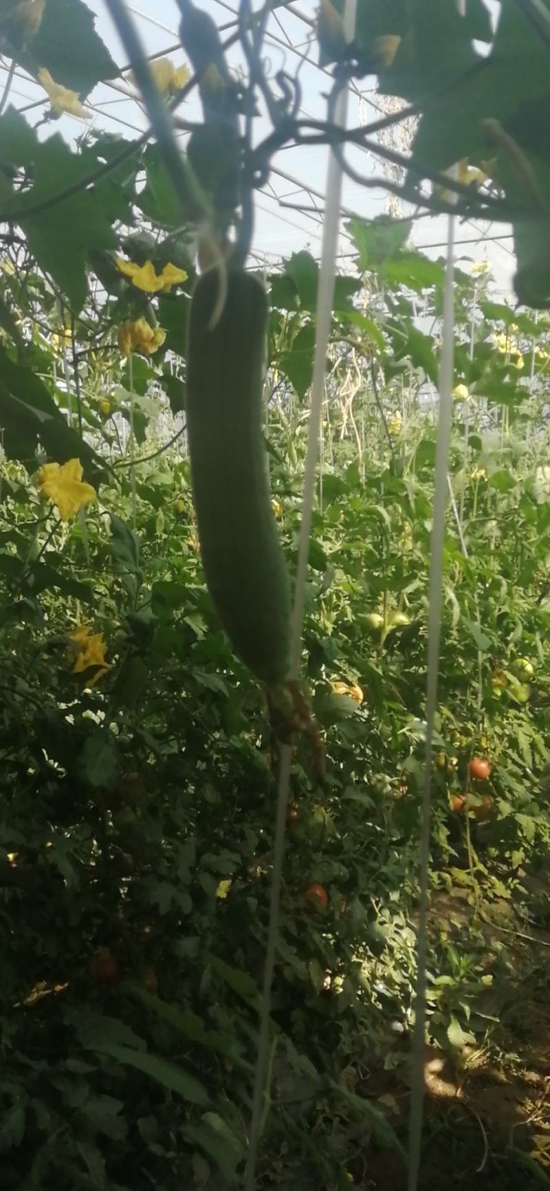 我是种植大棚蔬菜的
