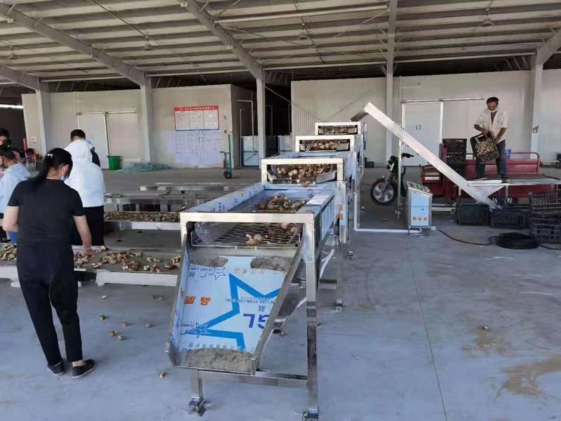湖北随州食用菌机械设备自动鲜菇筛选机品质保证厂家直发