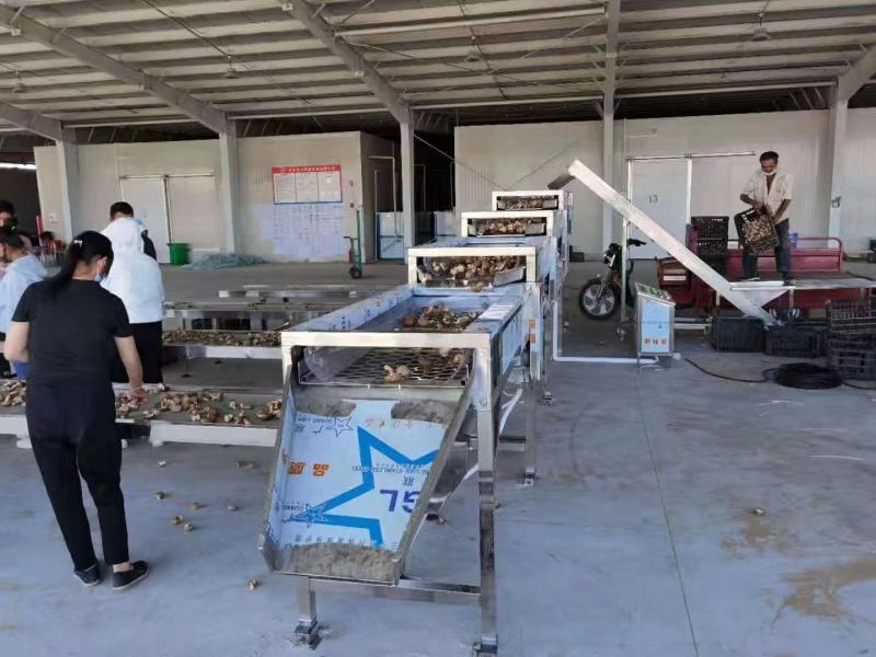 湖北随州食用菌机械设备自动鲜菇筛选机品质保证厂家直发