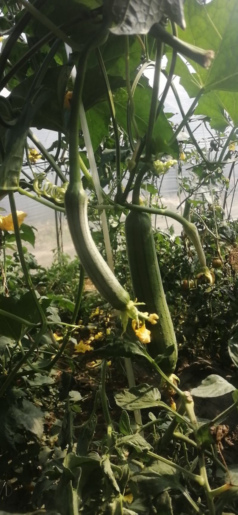 我是种植大棚蔬菜的