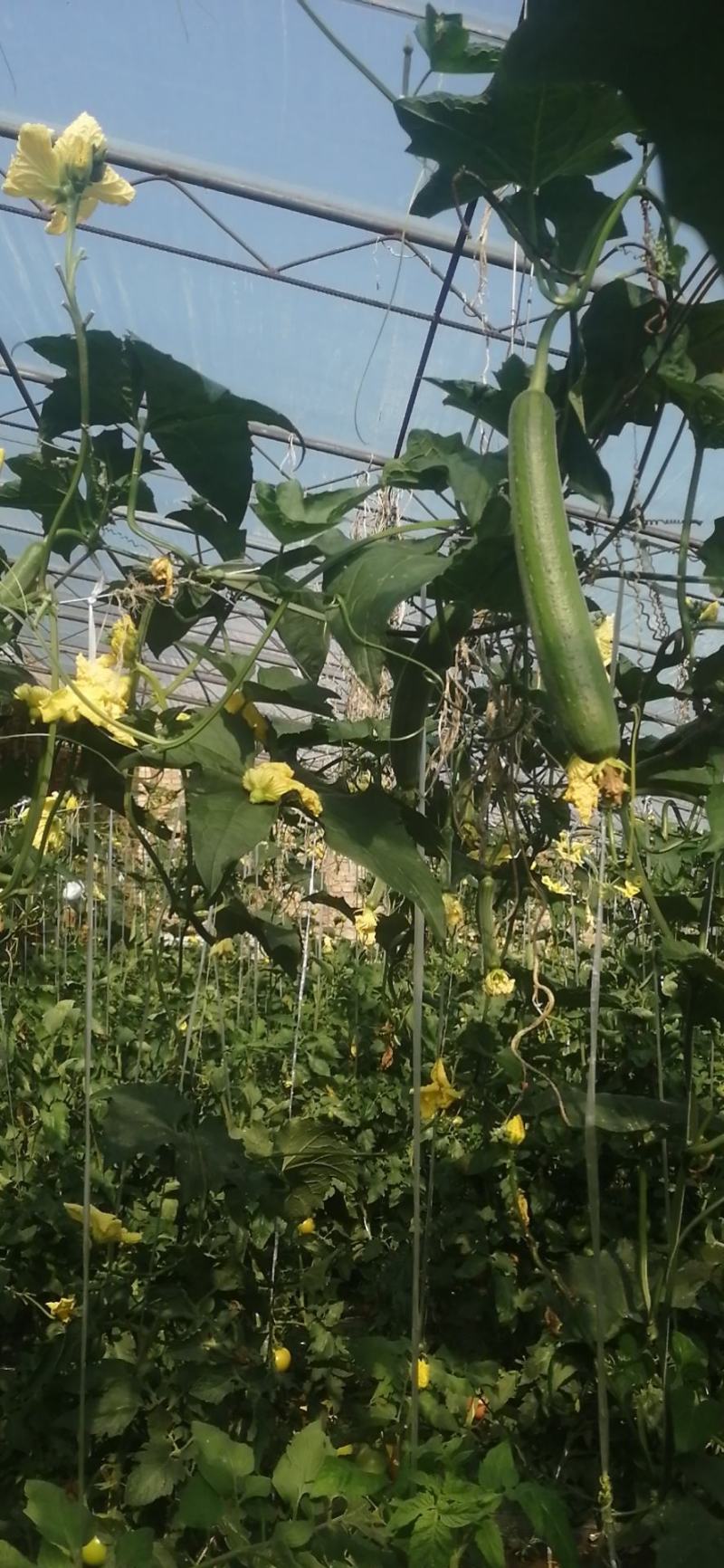 我是种植大棚蔬菜的