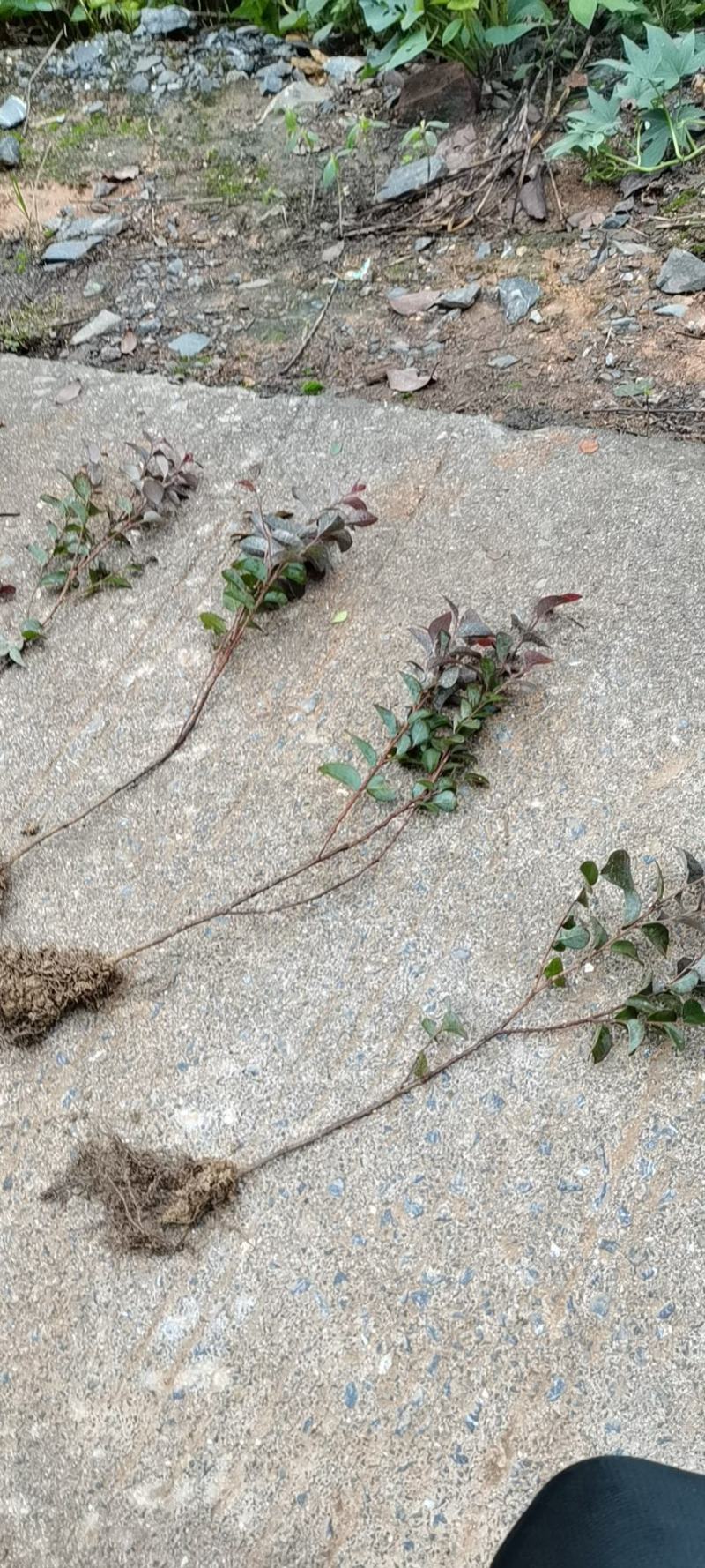 红花继木小苗，红花继木基地批发，红继木大量出售