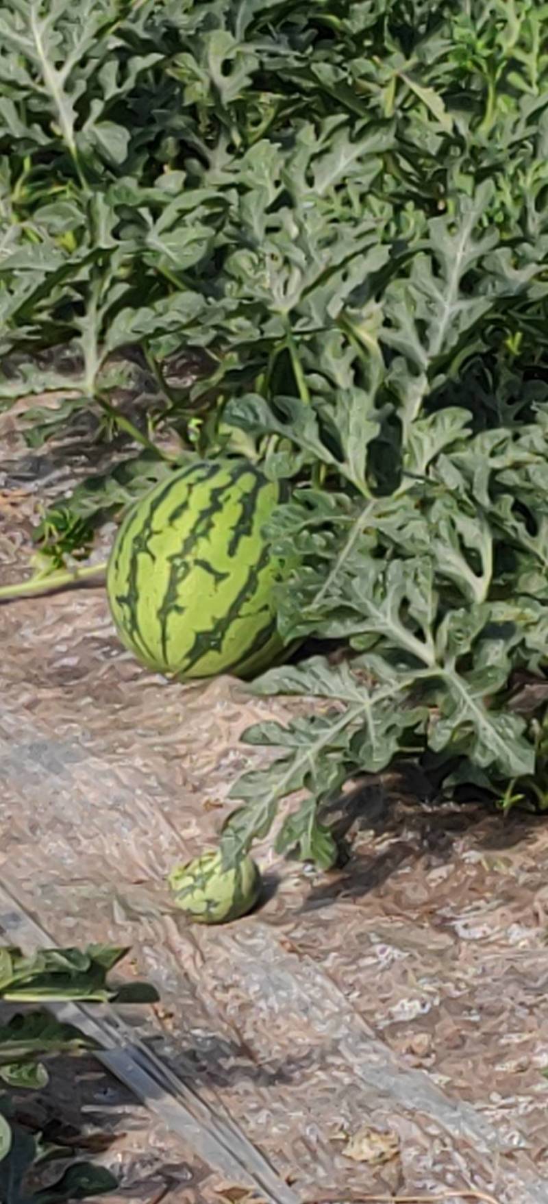 正宗8424玉脆瓜新地