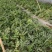 正宗8424玉脆瓜新地
