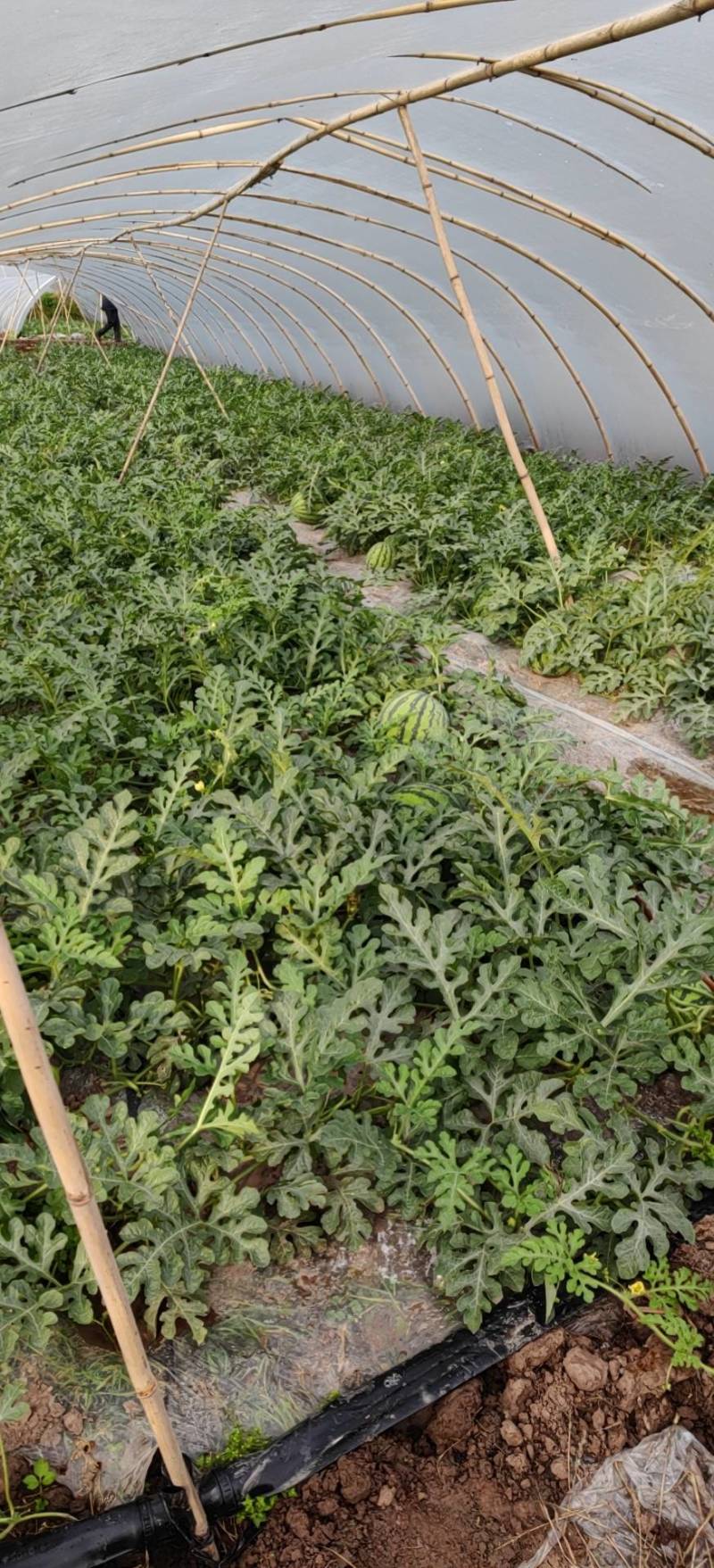 正宗8424玉脆瓜新地