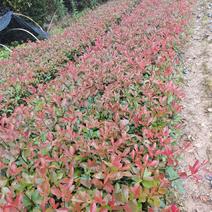 红叶石楠苗，湖南红叶石楠基地大量出售，低价出售
