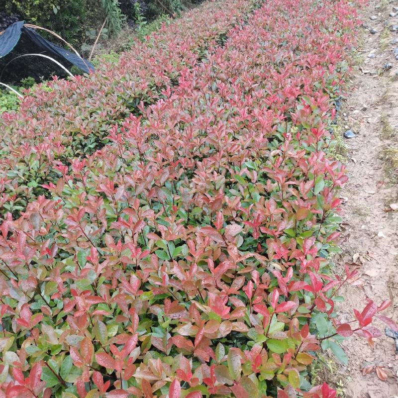 红叶石楠苗，湖南红叶石楠基地大量出售，低价出售