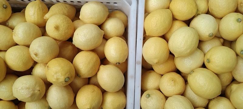 安岳柠檬一级果尤力克柠檬奶茶店酒吧商超批发零售小果黄柠檬