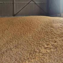 粮食主产区精品小麦，，现售，面粉厂，饲料厂，酒厂大量供应