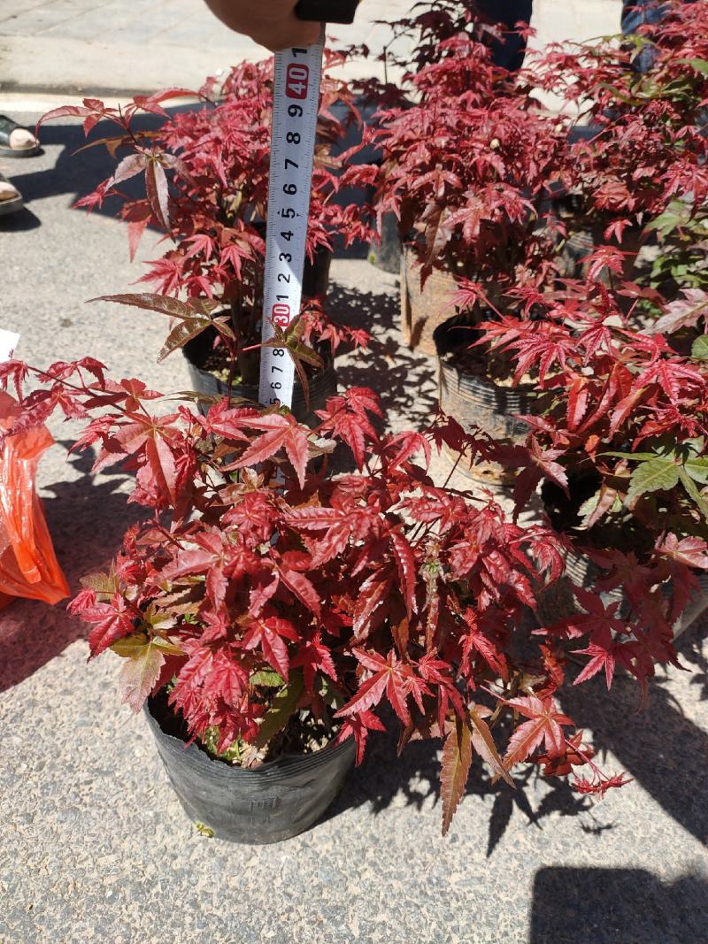 （精选）日本三季红枫基地种植量大有货
