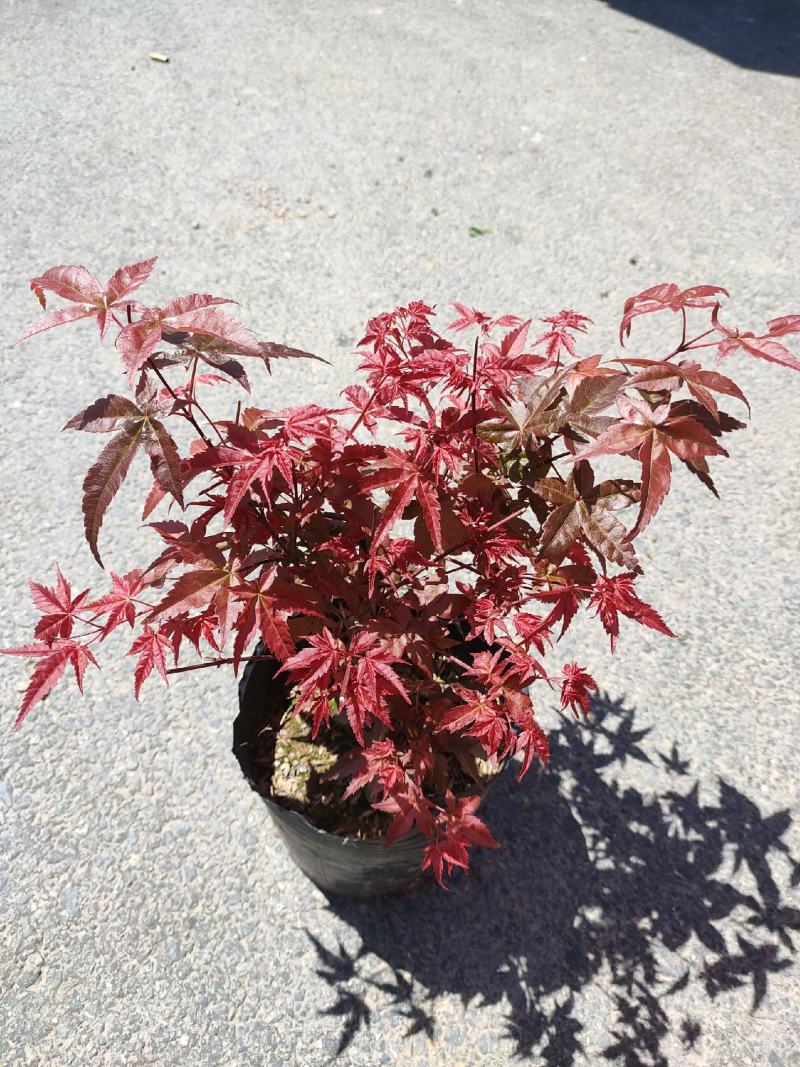 （精选）日本三季红枫基地种植量大有货