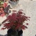 （精选）日本三季红枫基地种植量大有货