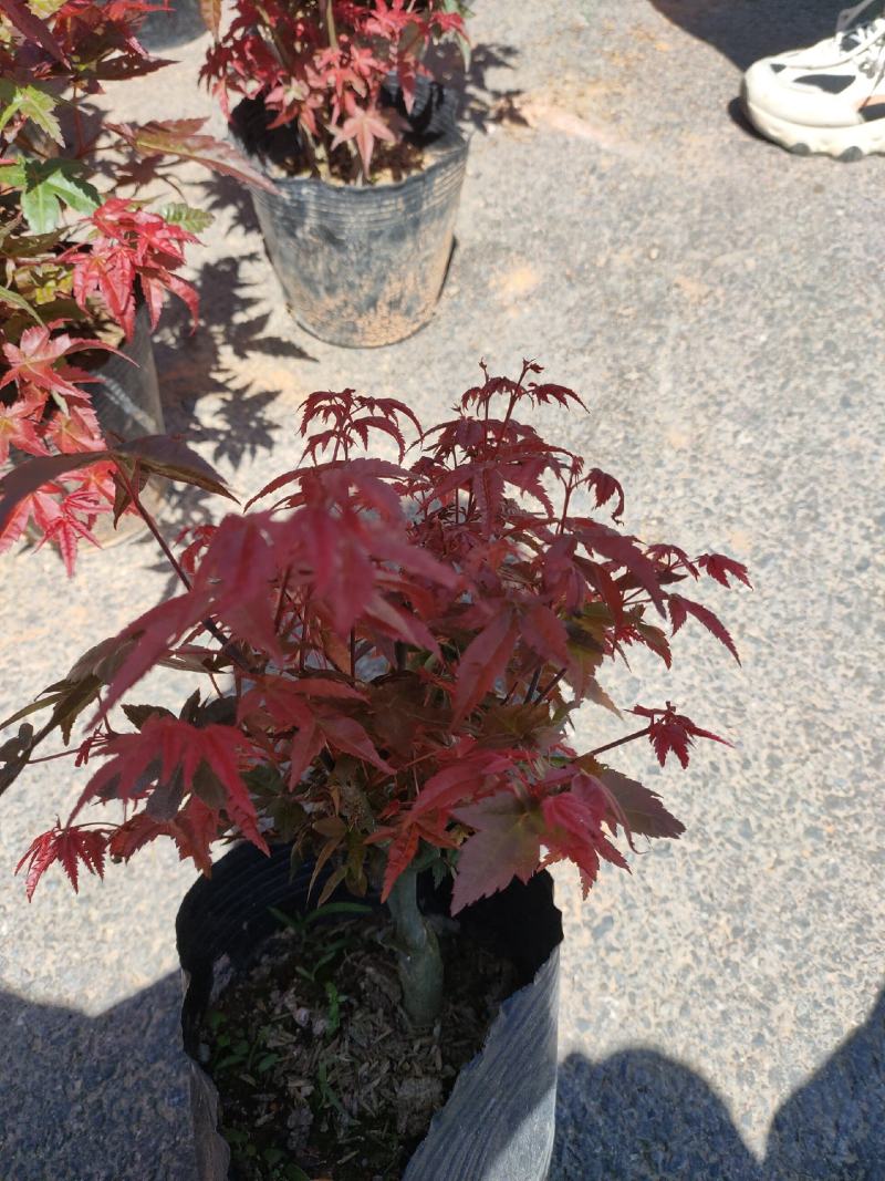 （精选）日本三季红枫基地种植量大有货