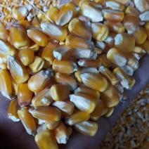 大量玉米现粮销售饲料厂，淀粉，养殖厂，优质玉米粒，无杂质