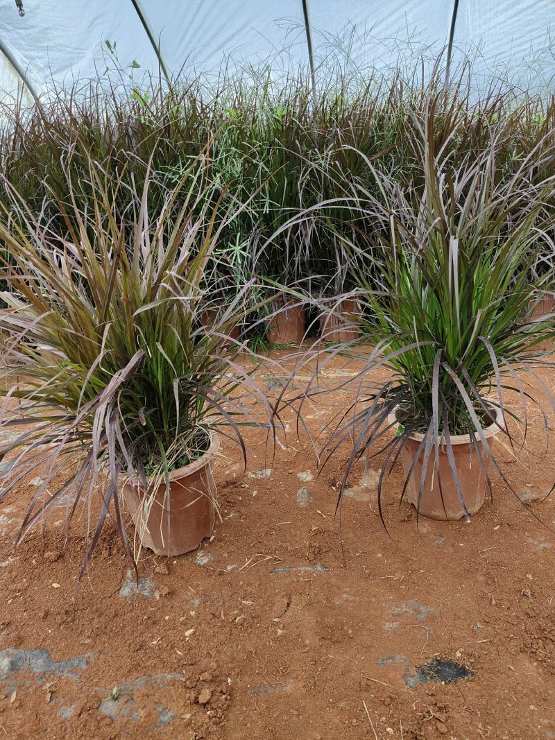 紫叶狼尾紫叶狼尾云南基地直供一手货源