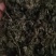 绞股蓝