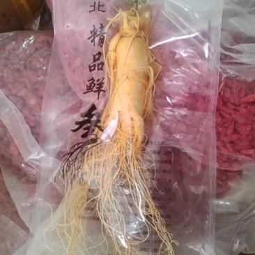 鲜参