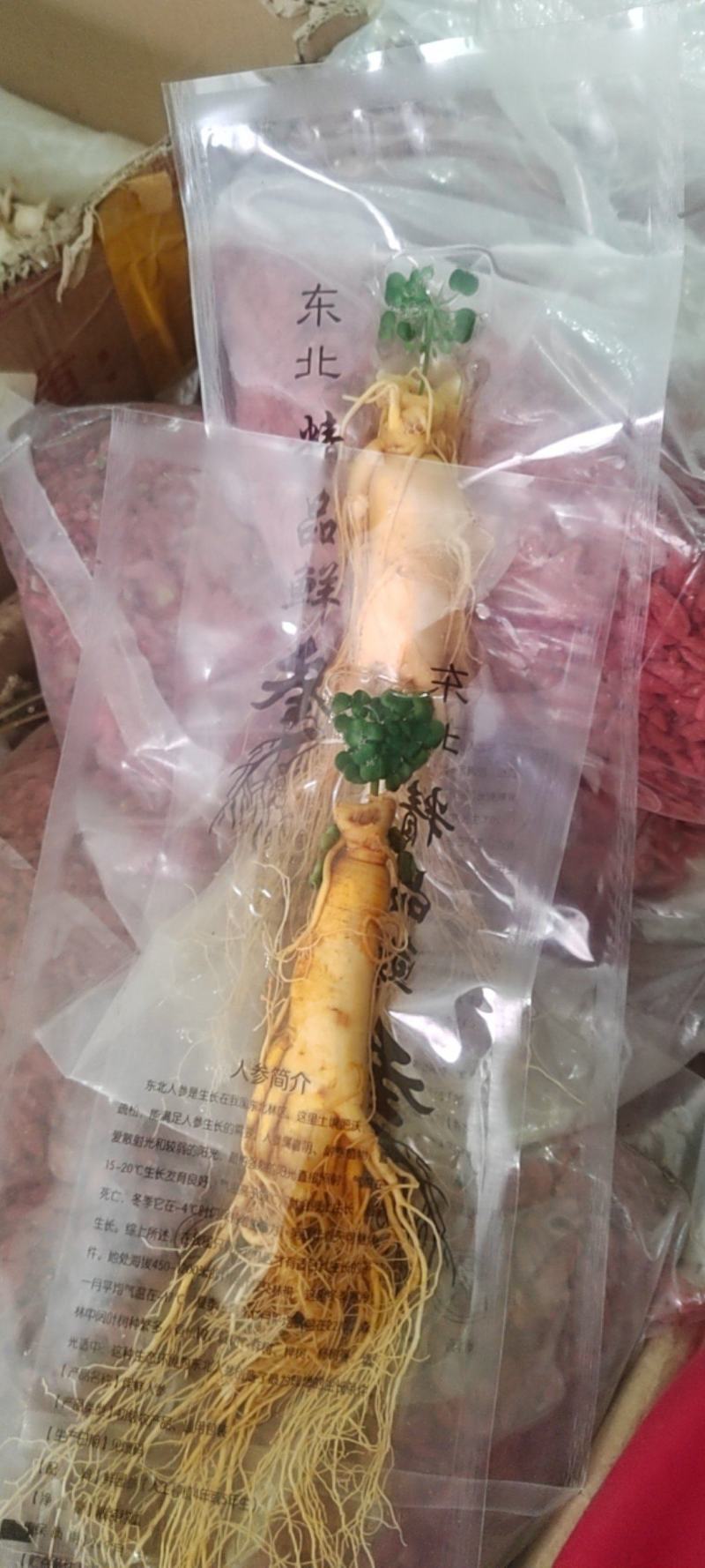 鲜参