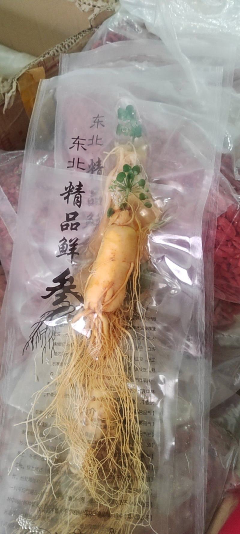 鲜参
