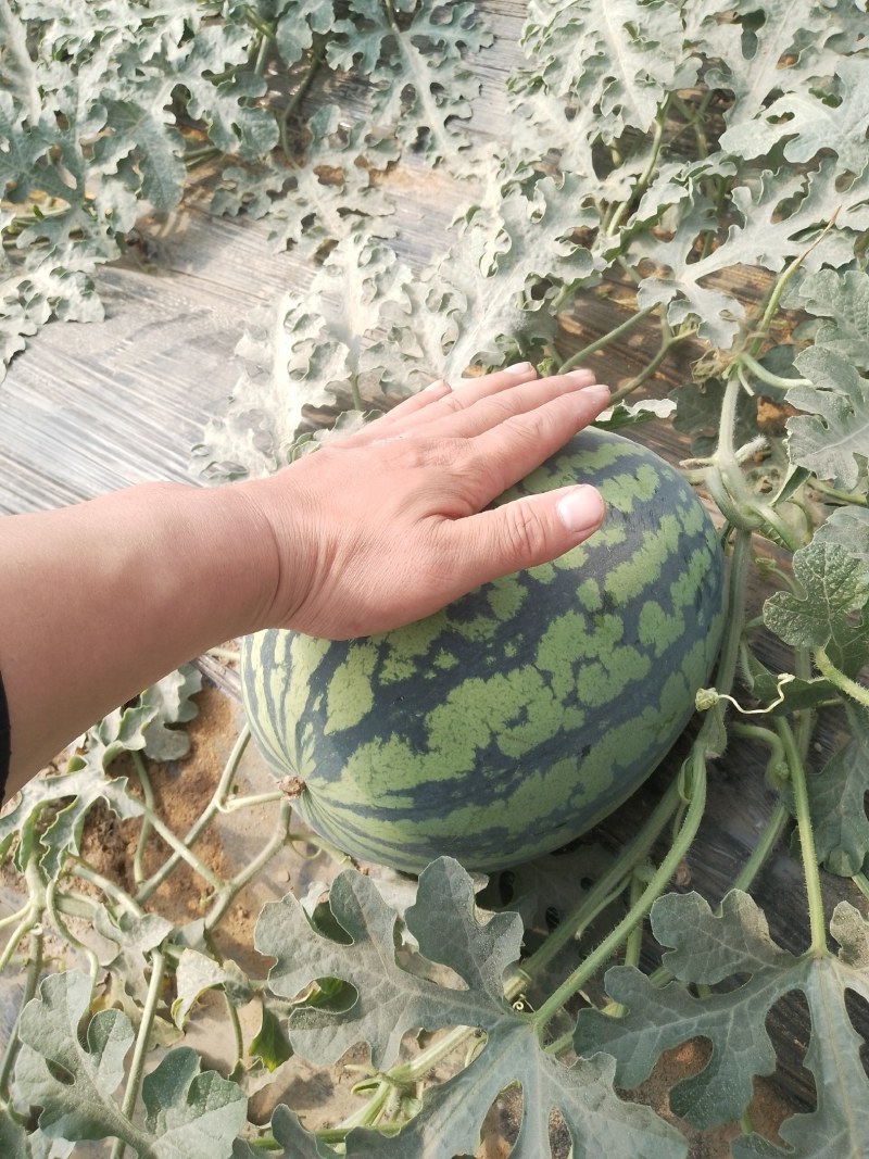 【优选货源】陕西西瓜大量上市中甜王西瓜产地发货量大从优