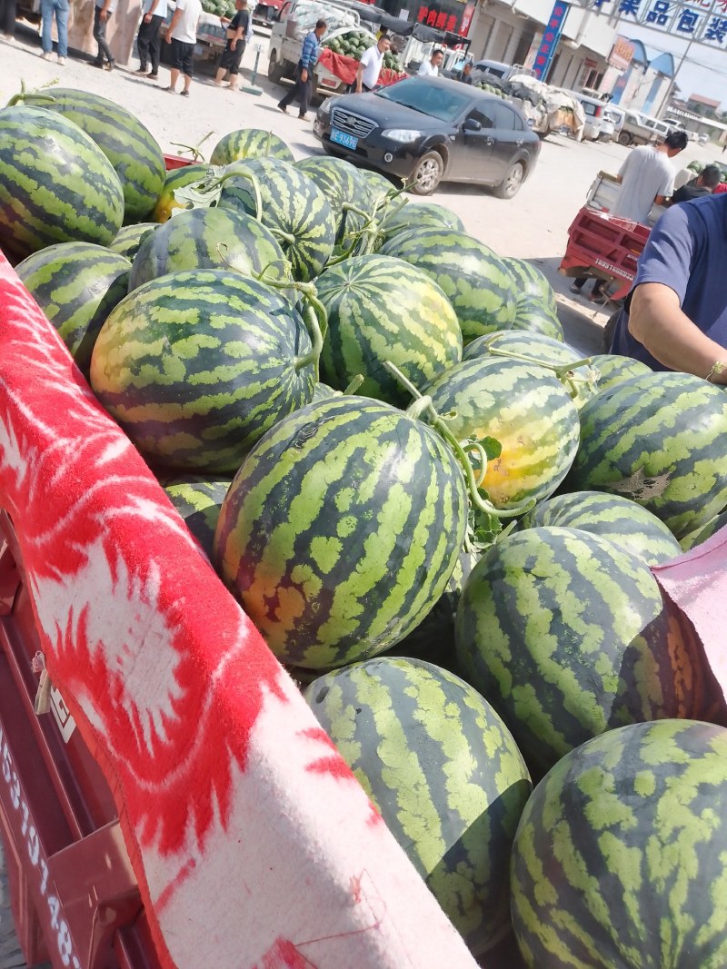 【优选货源】陕西西瓜大量上市中甜王西瓜产地发货量大从优