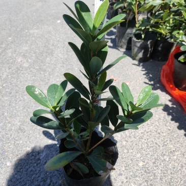 （热销）四季杜鹃茶花基地种植量大有货