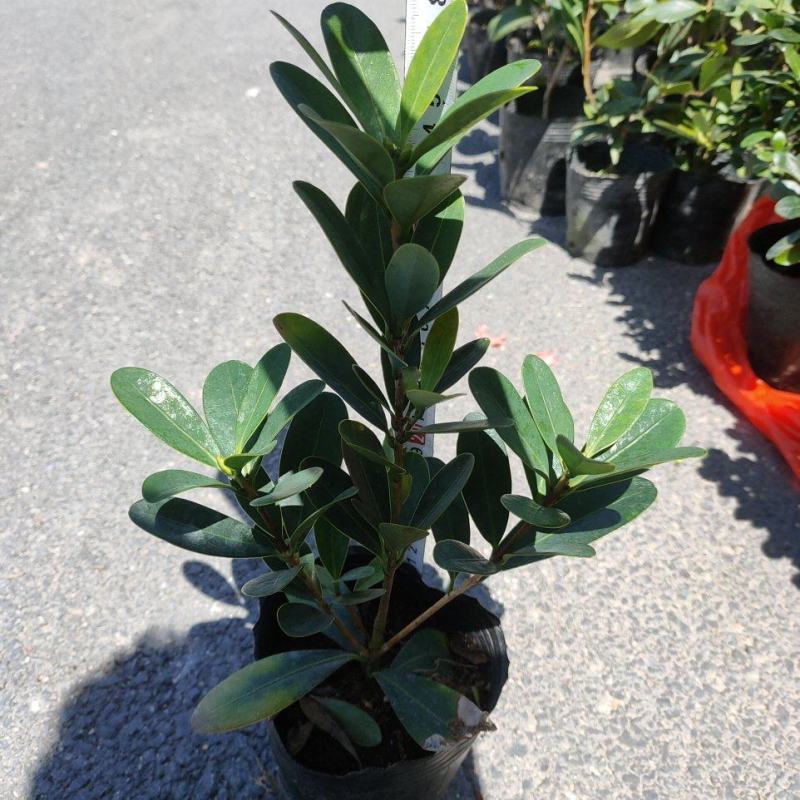 （热销）四季杜鹃茶花基地种植量大有货