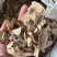 【文斌药业】臭梧桐冷背货药材保质保量欢迎购买