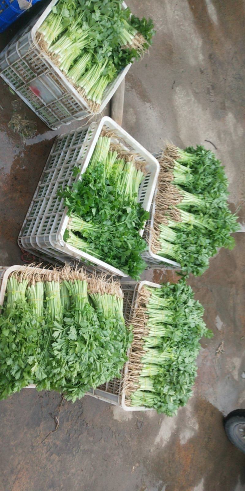 各种蔬菜，需要的请与我联系