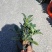 （热销）四季杜鹃茶花基地种植量大有货