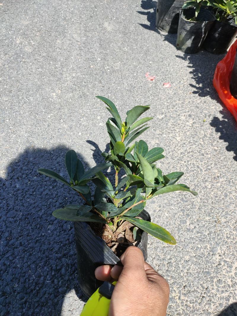 （热销）四季杜鹃茶花基地种植量大有货