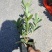 （热销）四季杜鹃茶花基地种植量大有货
