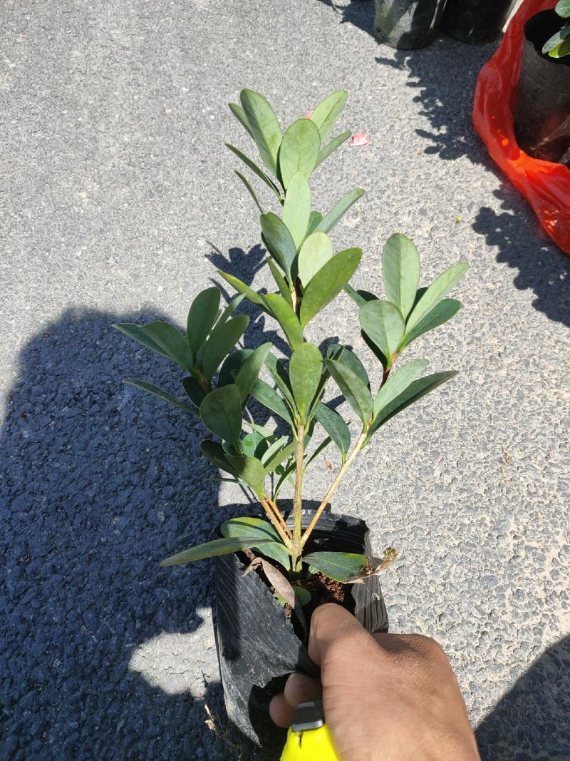 （热销）四季杜鹃茶花基地种植量大有货