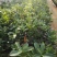 （热销）四季杜鹃茶花基地种植量大有货