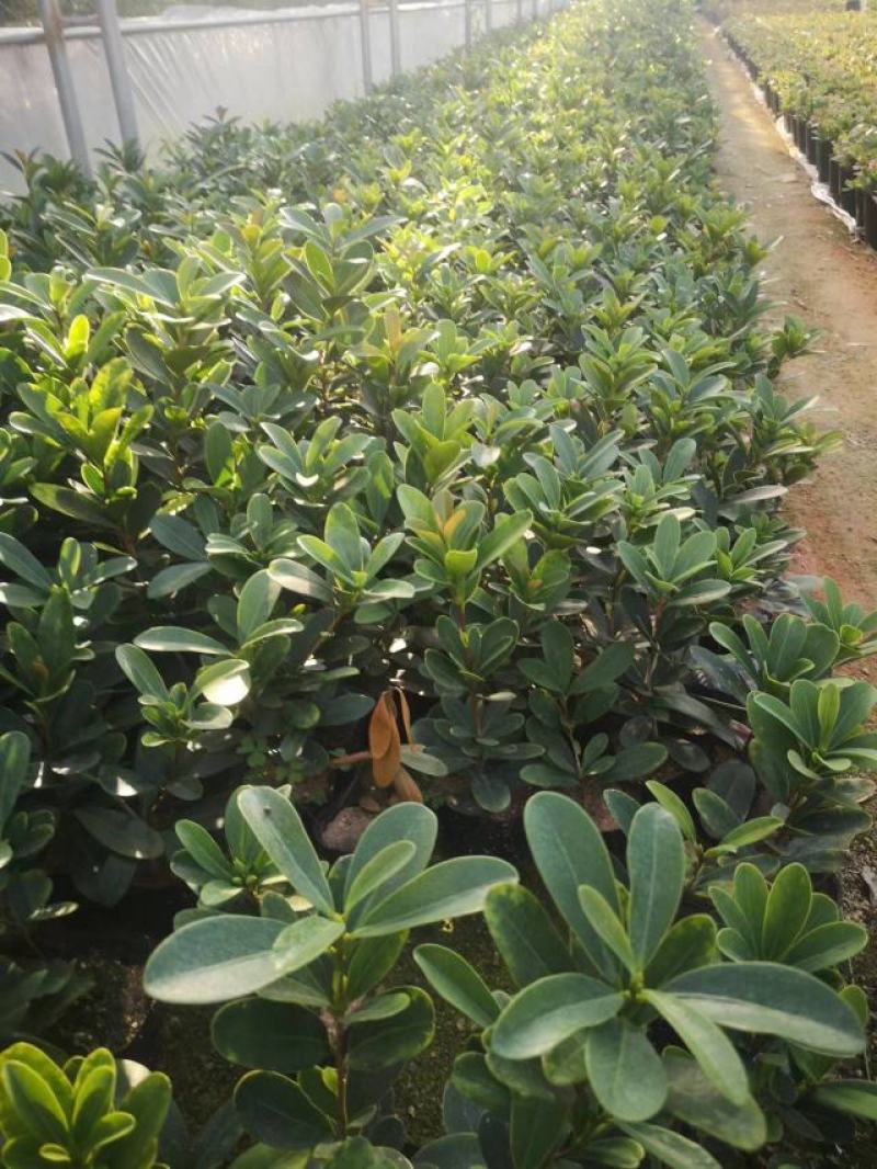 （热销）四季杜鹃茶花基地种植量大有货