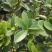（热销）四季杜鹃茶花基地种植量大有货