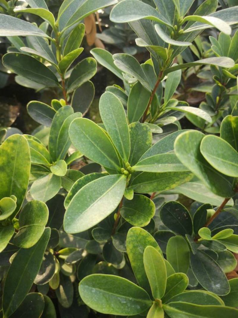 （热销）四季杜鹃茶花基地种植量大有货