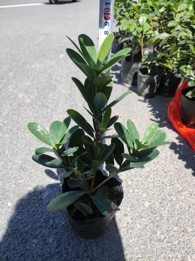 （热销）四季杜鹃茶花基地种植量大有货