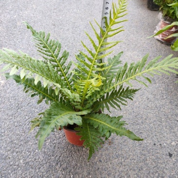 (热销)富贵蕨盆栽蕨类植物基地直销量大有货