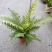 (热销)富贵蕨盆栽蕨类植物基地直销量大有货