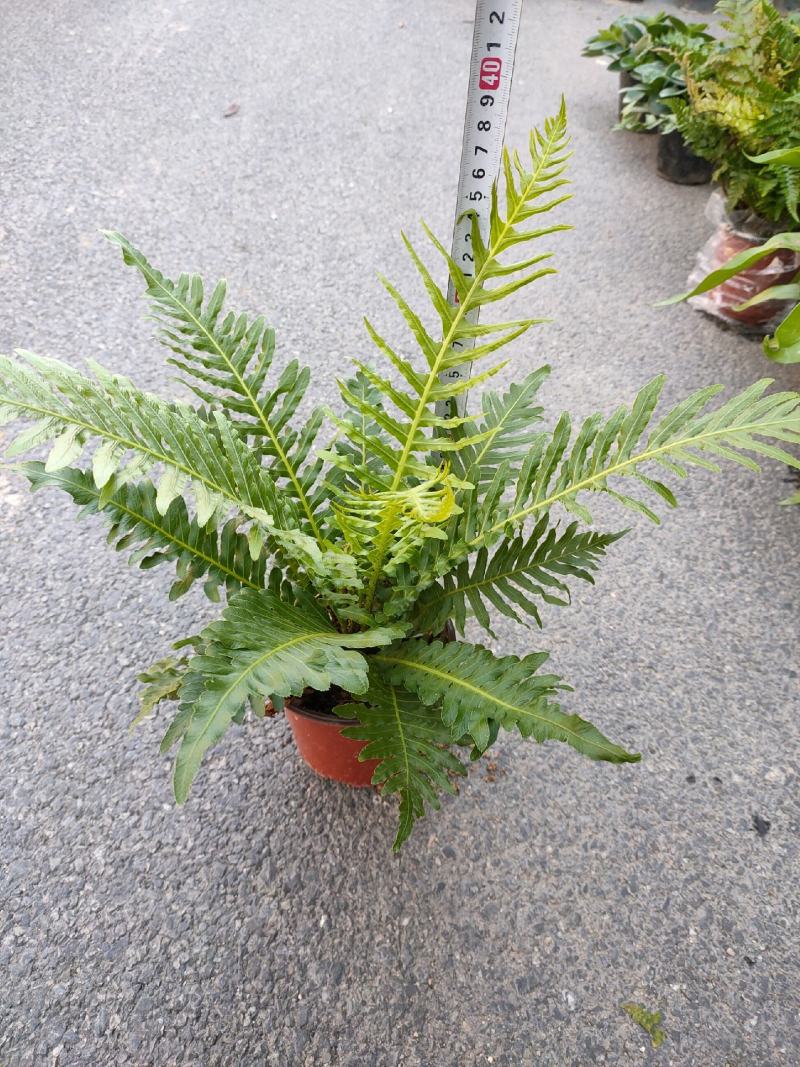 （热销）富贵蕨盆栽蕨类植物基地直销量大有货
