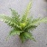 (热销)富贵蕨盆栽蕨类植物基地直销量大有货