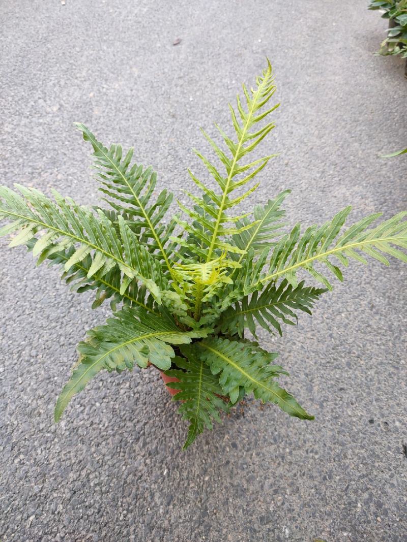 （热销）富贵蕨盆栽蕨类植物基地直销量大有货