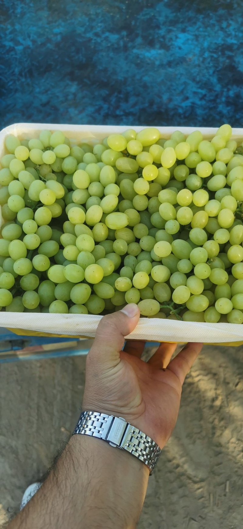 新疆吐鲁番无核白葡萄-青提葡萄-无核葡萄