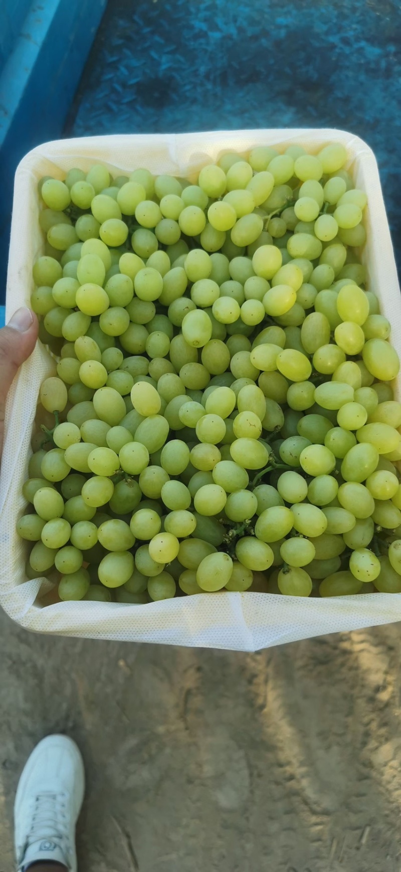 新疆吐鲁番无核白葡萄-青提葡萄-无核葡萄