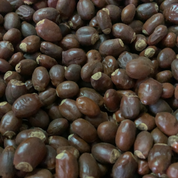 中药材荔枝核无硫熏饮片厂要求符合国家药典要求手机拍摄