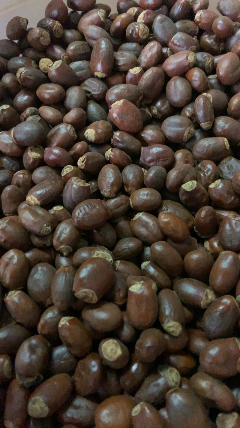 中药材荔枝核无硫熏饮片厂要求符合国家药典要求手机拍摄