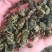 桑叶茶