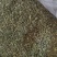 桑叶茶